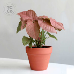 Beautiful indoor plant pink syngonium