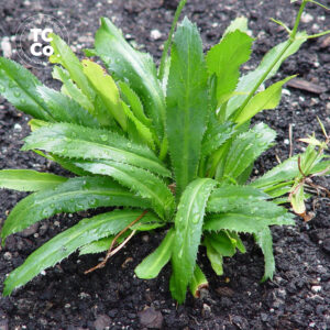wild coriander plant online